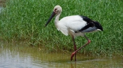 Stork departe de est